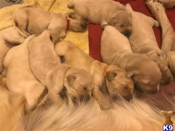 Golden Retriever puppy for sale