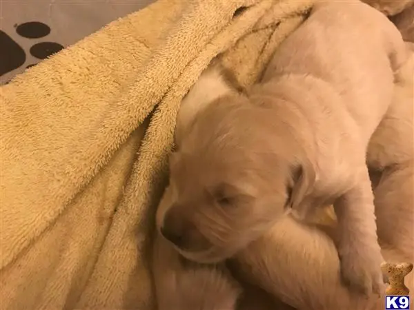 Golden Retriever puppy for sale