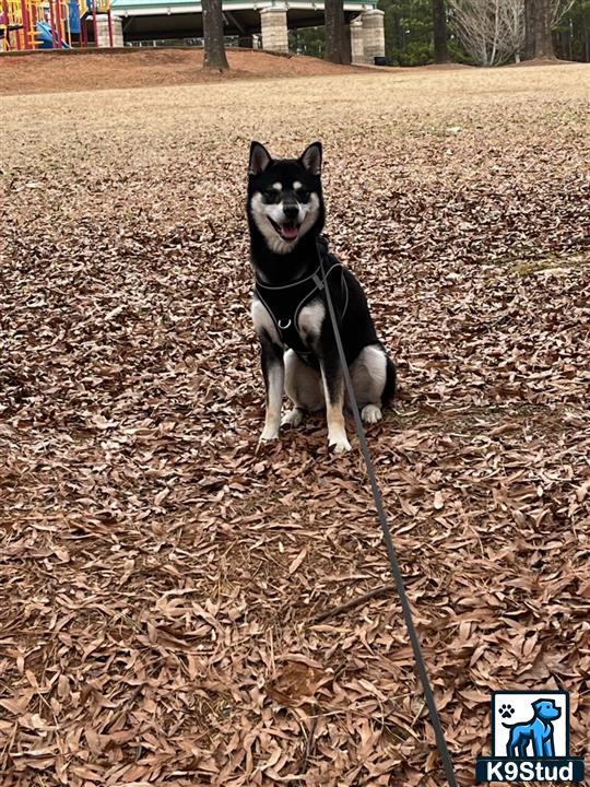 a shiba inu dog sitting on a leash