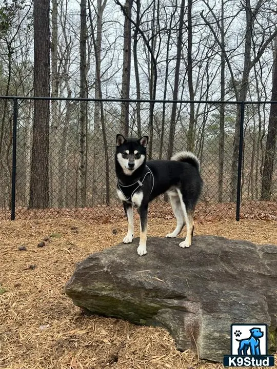 Shiba Inu stud dog: a shiba inu dog standing on a rock