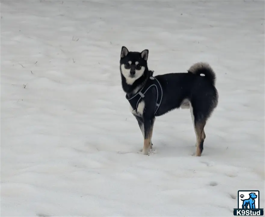 Shiba Inu stud dog: a shiba inu dog standing in the snow