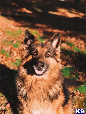 German Shepherd stud dog