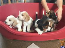 beagle puppy posted by susan237