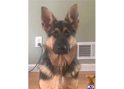 German Shepherd