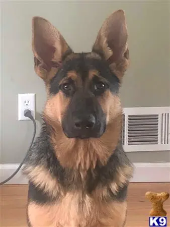 German Shepherd stud dog