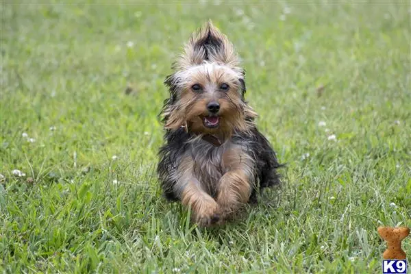 Yorkshire Terrier