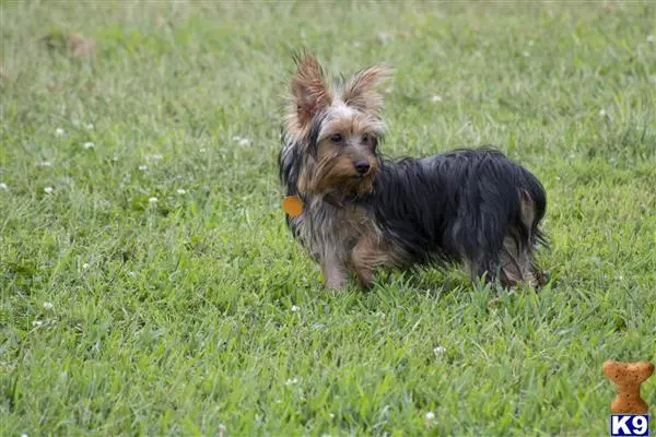 Yorkshire Terrier stud dog