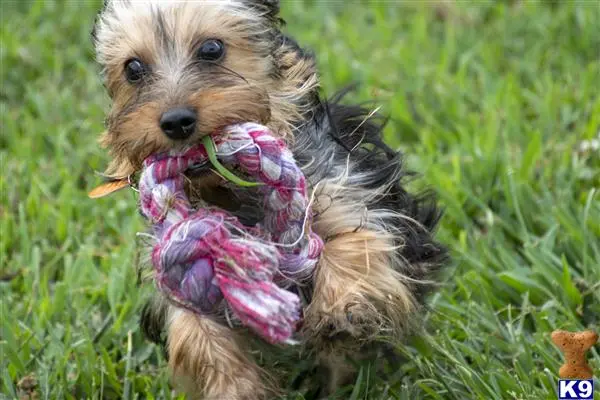 Yorkshire Terrier stud dog