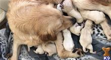 golden retriever puppy posted by susannaprim