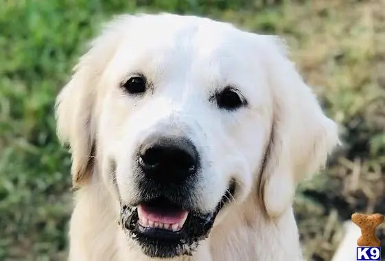 Golden Retriever stud dog