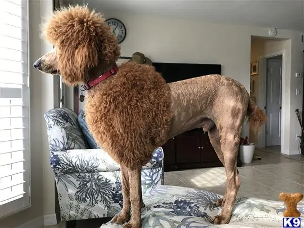 Poodle stud dog