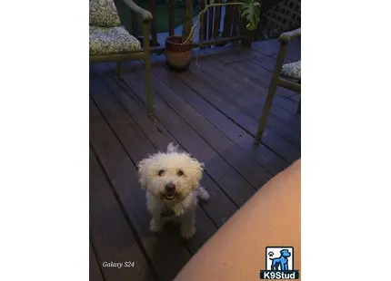 Bichon Frise