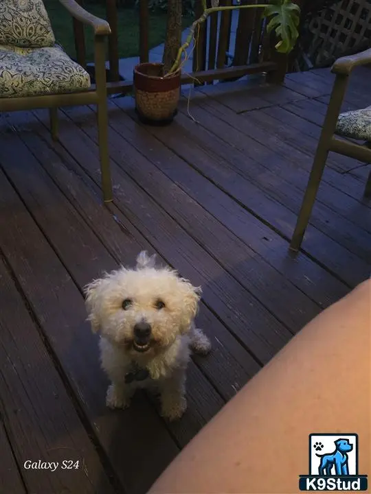 Bichon Frise