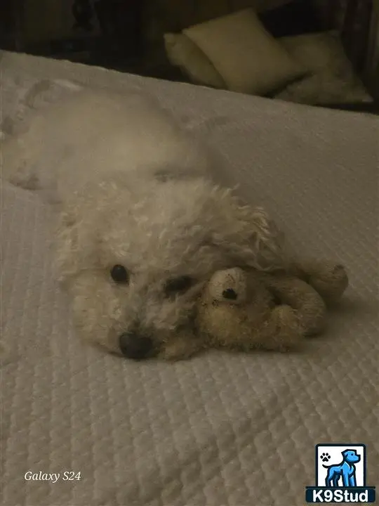 Bichon Frise female dog