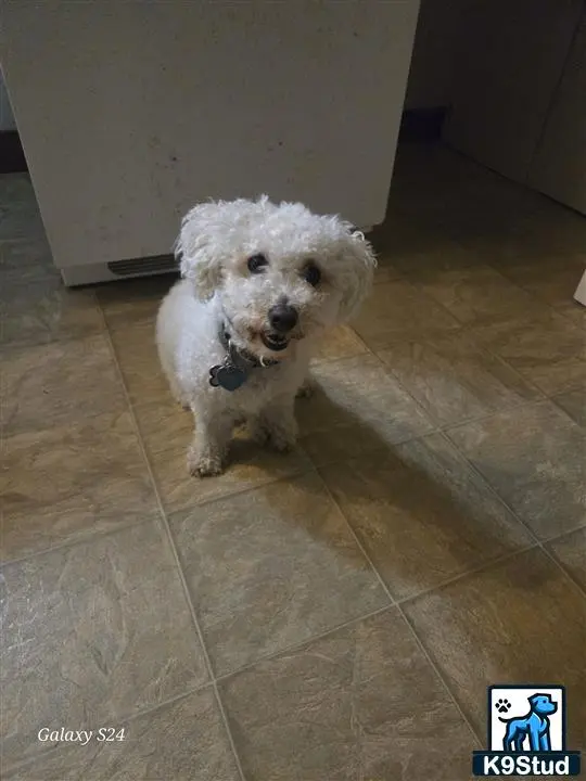 Bichon Frise female dog