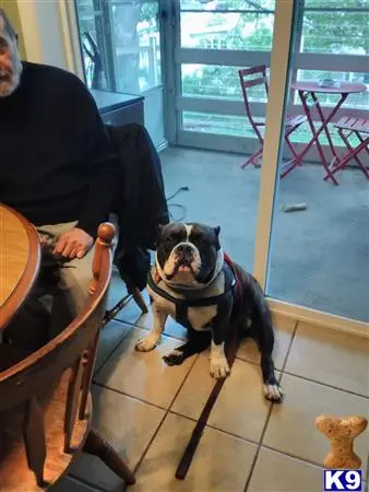 American Bulldog stud dog