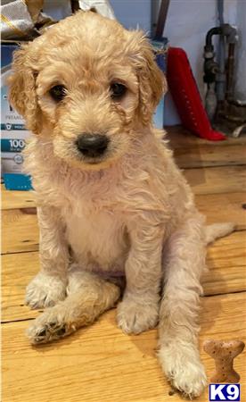 goldendoodles