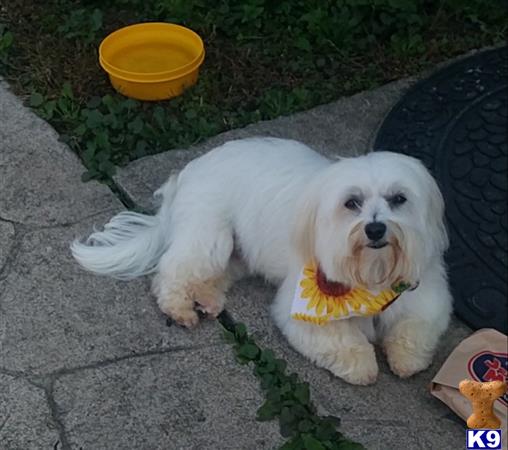 Maltese female dog