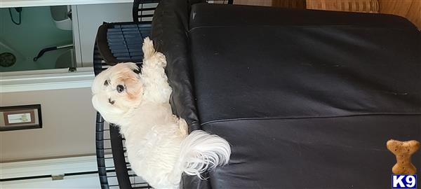 Maltese female dog