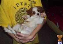 cavalier king charles spaniel puppy posted by suzannewhittle