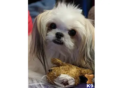 Shih Tzu