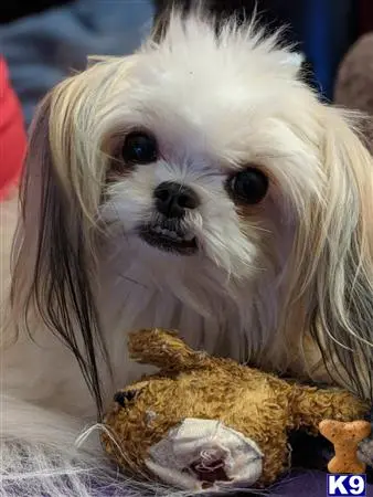 Shih Tzu