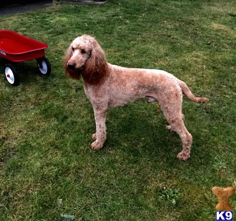 Poodle stud dog