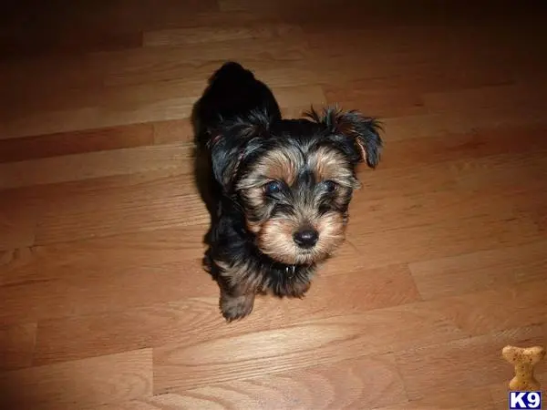 Yorkshire Terrier