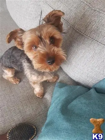 Yorkshire Terrier stud dog