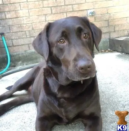 Labrador Retriever female dog