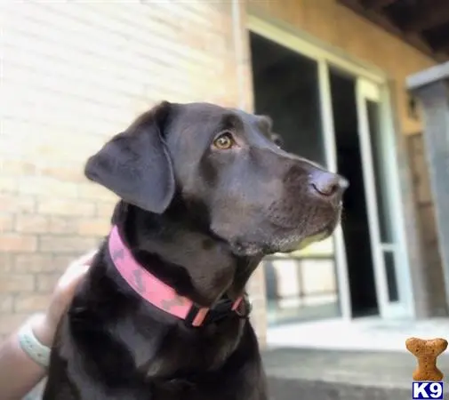 Labrador Retriever female dog