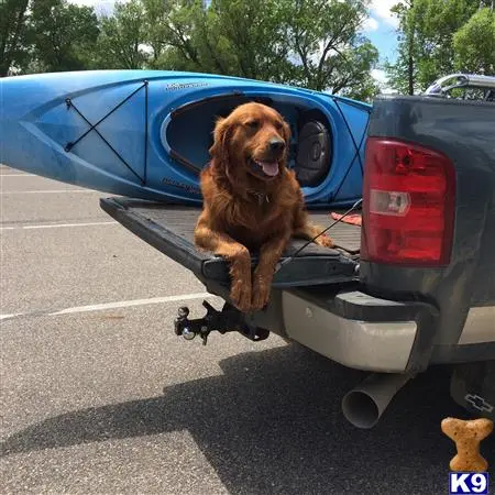 Golden Retriever stud dog