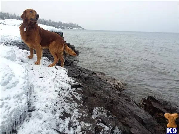 Golden Retriever stud dog