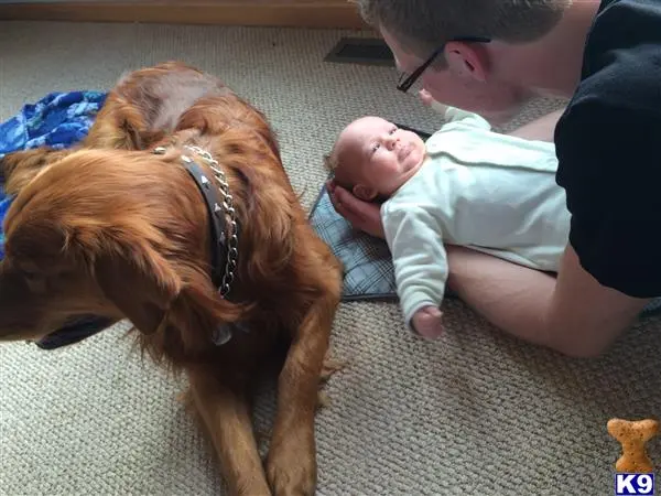 Golden Retriever stud dog