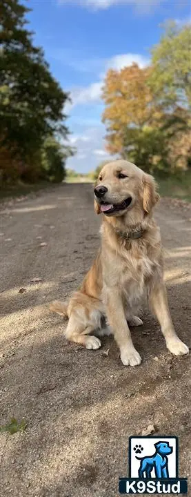 Golden Retriever stud dog