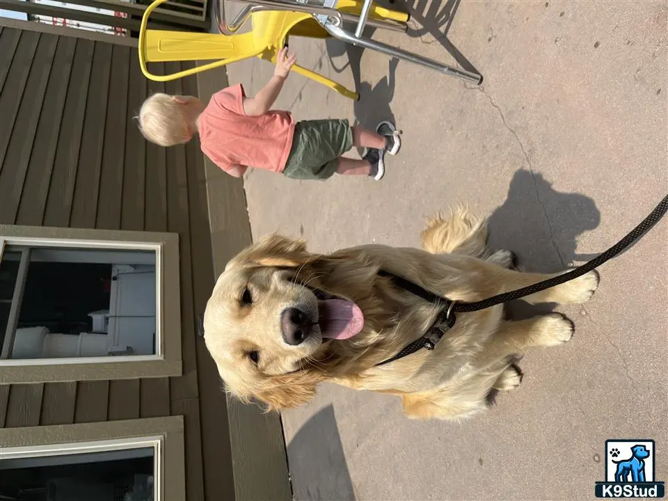 Golden Retriever stud dog