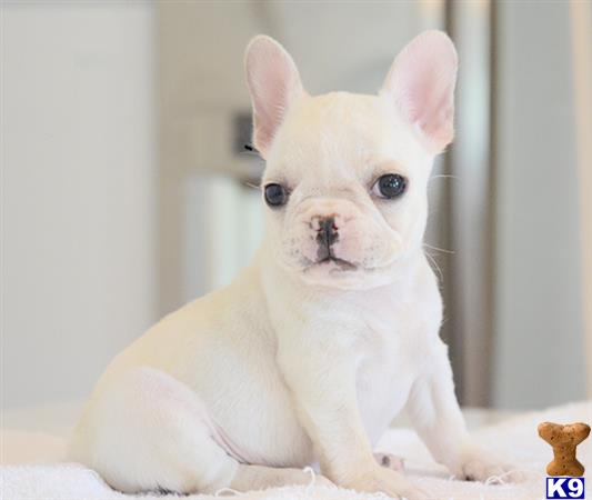 French Bulldog dog