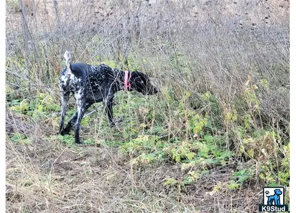 German Shorthaired Pointer
