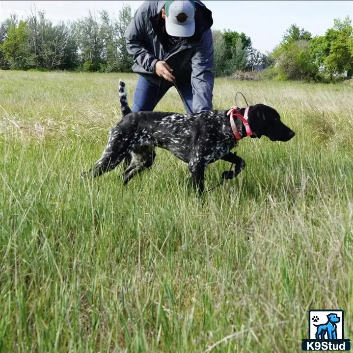 German Shorthaired Pointer