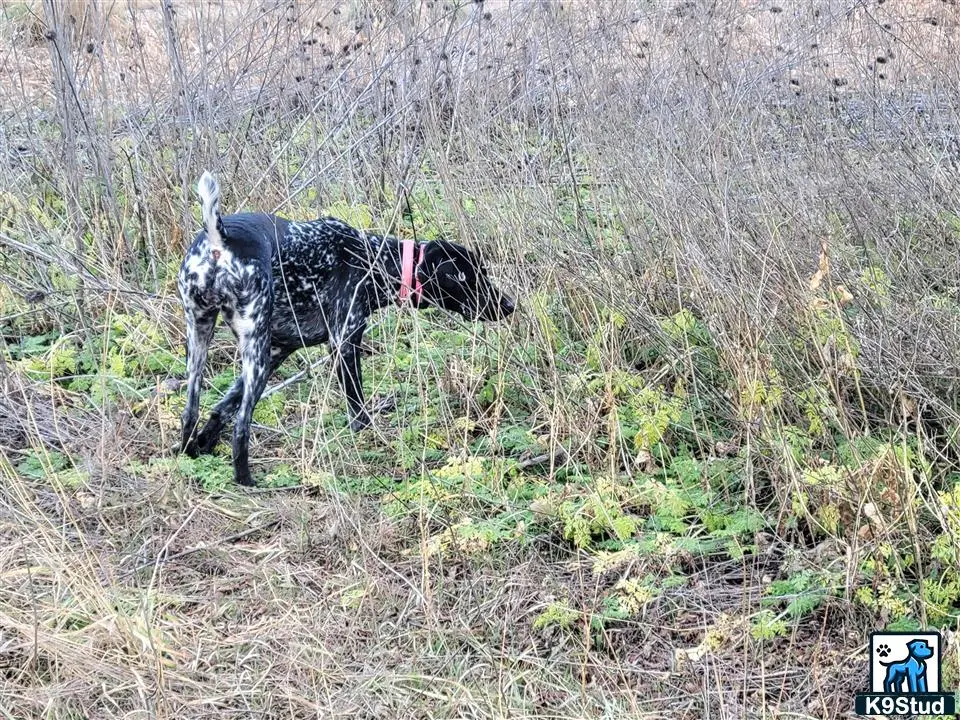 German Shorthaired Pointer
