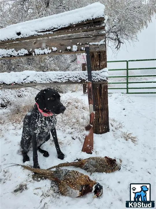 German Shorthaired Pointer female dog