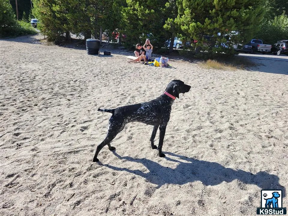 German Shorthaired Pointer female dog