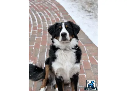 a bernese mountain dog dog sitting on a brick surface