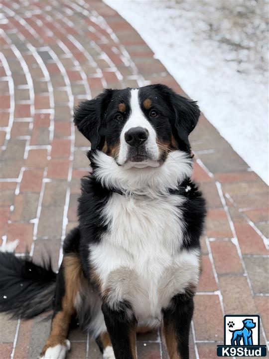 a bernese mountain dog dog sitting on a brick surface