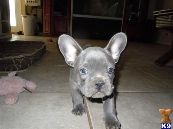 French Bulldog Puppy for Sale available now french French Bulldog Puppy for Sale available now french