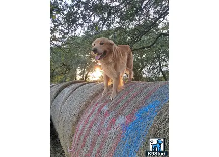 Golden Retriever stud dog: a golden retriever dog standing on a rock