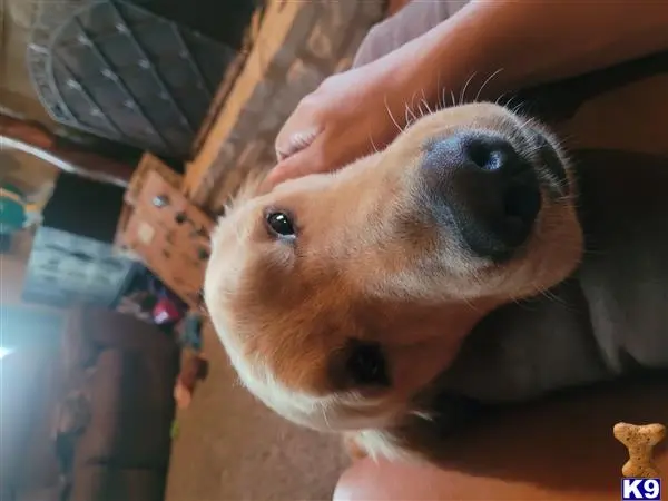 Golden Retriever stud dog: a golden retriever dog with a human hand