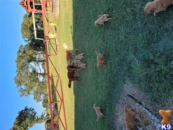 Golden Retriever stud dog: a group of animals in a field