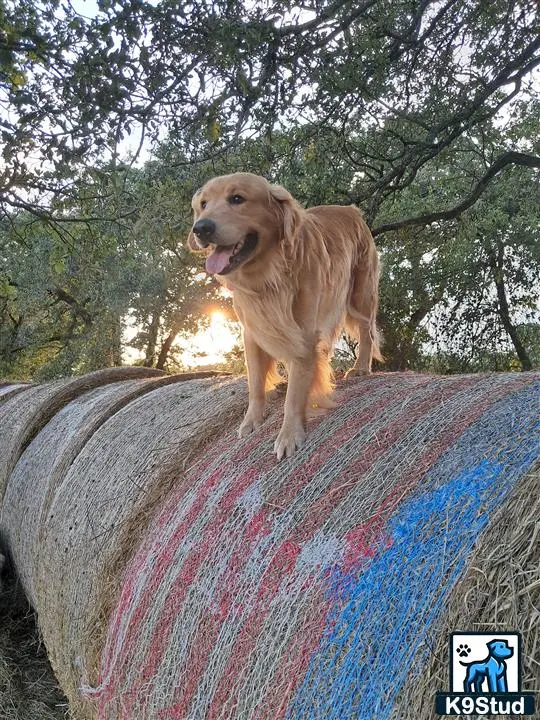 Golden Retriever stud dog: a golden retriever dog standing on a rock