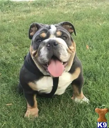 English Bulldog stud dog